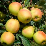 Скифское золото_0x160 Любимый сад